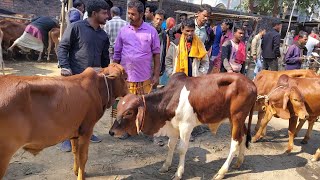 আজ ২৭ ডিসেম্বর শুক্রবার | নারায়ণগঞ্জের খামারী কেমন দামে শাহিওয়াল বাছুর কিনছেন / কিনলেন আমবাড়ি হাটে