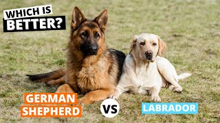 German Shepherd vs Labrador: Which is Better?