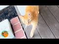 Orange Cat Visits His Tiny Friend Every Day | Cuddle Buddies