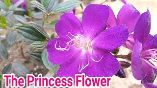 Begum bahar (Tibouchina semidecandra) plant care