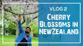 Cherry Blossom in New Zealand || Malayalam Vlog by Riju Raj ||