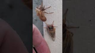 Illinois, First Emergence of Brood XIII Periodical 17 Year Cicada on May 16, 2024