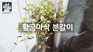 황금마삭 분갈이 하는 날 | 베란다정원 가꾸기