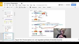 Regulation of Gene Expression Chap 18 CampbellBiology