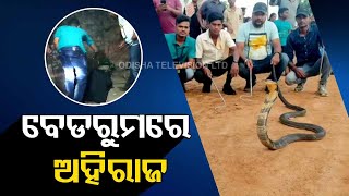 Giant King Cobra rescued in Odisha's Dhenkanal  #Watch