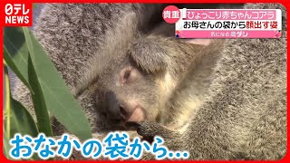 【赤ちゃんコアラ】お母さんの袋の中から“ひょっこり”　今だけの貴重な姿　鹿児島市