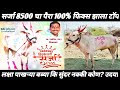 सर्जा 8500 चा पैरा 100% फिक्स झाला कोणासोबत | पाखऱ्या लक्षा बब्या कि सुंदर #बैलगाडा