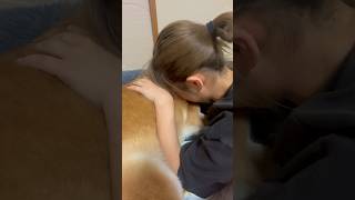 柴犬福 姉に褒められる柴犬🤣Sister and Shiba🤣#shorts #姉と柴 #funny #funnydog #dogshorts #shiba #柴犬 #시바견