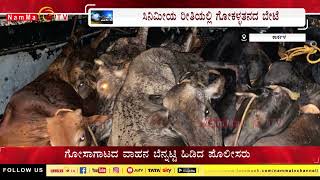 ಸಿನಿಮೀಯ ರೀತಿಯಲ್ಲಿ ಗೋಕಳ್ಳತನದ ಬೇಟೆ  | NammaTvNews