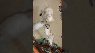 5 and 6.5 week old Coton de Tulear puppies