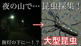 【狙えミーハー昆虫！】夜の山に行って夏休みの少年のような採集をしてきた…！