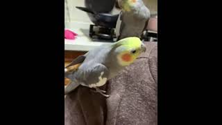 The cockatiel whistled and sang. The bird sang to grandma who was eating. What are you talking about