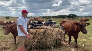 Feeding Hay