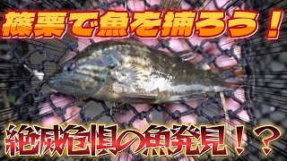 篠栗町 自然ゆたかな篠栗町（多々良川）で魚を捕ろう！オヤニラミ カマツカ エビ ヤゴ 自然 観光 篠栗霊場 遍路【福岡県・粕屋郡・篠栗町】