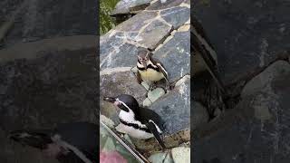 Beautiful penguins, Prague Zoo, Czech Republic #shorts #travel
