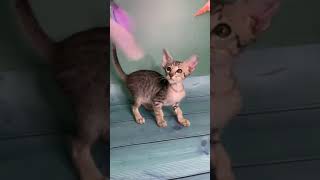 Charming Oriental Kitten Named Moris