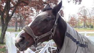 ウインドインハーヘア🐎通称「ウインド母さん」　11月上旬で紅葉真っ盛りのノーザンホースパークにて