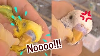 インコの保定と投薬の仕方