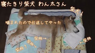 寝たきり柴犬 わん太さんに噛まれたので仕返ししました