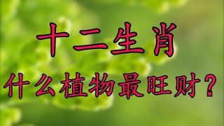 你知道吗 什么生肖养什么植物最旺财?#八字 #风水 #八字批命