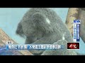 連4天高溫飆36度！ 下周「2熱帶擾動」恐成颱　降雨範圍擴