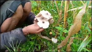 organice mushroom curry   | (Vlog 2)🤗