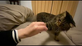 指じゃらしで遊ぶ cat plays with my finger