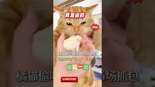 橘猫偷吃被主人当场抓包，试图吓退“敌人” ，不料嘴里的包子没了~ #pets #宠物#cute