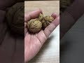 Walnuts Sound ASMR