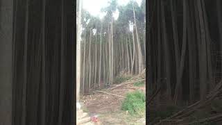 小国杉の伐採、三本続けてどうぞ(^-^)/felling of cedar trees　　　　#　林業#山仕事#小国杉#小国町#伐採#mountain work#felling of trees