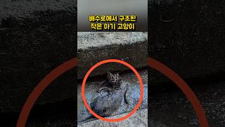 배수로에서 구조된 작은 아기 고양이