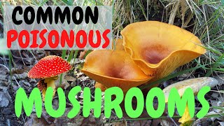 Guide To Common Poisonous Mushrooms