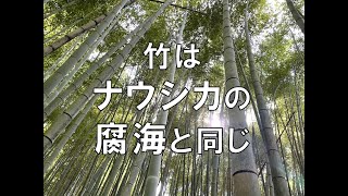 竹はナウシカの腐海と同じ～竹を伐らない方が良い理由