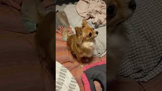 おさんぽ行く前 #チワワ #치와와 #chihuahua #チワワとの暮らし #わんこがいる生活 #犬のいる生活