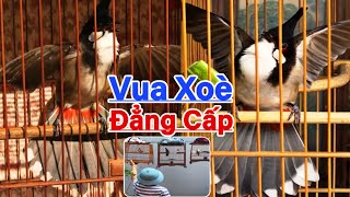 VUA XOÈ ĐẤT BẮC | NẾT ĐÁNH ĐẲNG CẤP CHIỀU LÒNG NGƯỜI XEM | TUYỂN 2 CỌP QUÊ PHÁCH XOÈ HIẾM GẶP