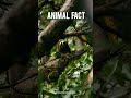 after lockdown we re all sloths now 🙂 shorts facts funfacts animals