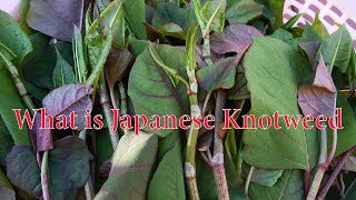 all about Japanese Knotweed, 日本虎杖长什么样, 能吃的野菜, 最侵略性的野草