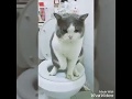 Cat using toilet