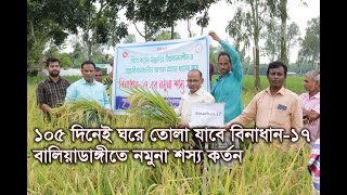 বালিয়াডাঙ্গীতে উচ্চ ফলনশীল বিনাধান-১৭ এর নমুনা শস্য কর্তন