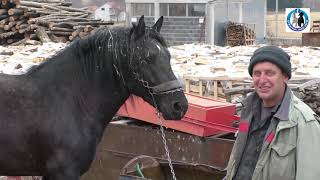 -Zimska ishrana i tretman konja u štali Drvodex-a i Gas Petrola -(horse nutrition and breeding)