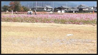 フェレット雪ちゃんに興味深々のヒバリ（2015年10月25日）