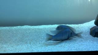 Blue Dolphin cichlids spawning (Crytocara Moorii)