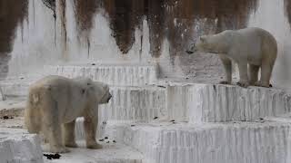 2020/3/1 天王寺動物園　ホッキョクグマ　ゴーゴ　イッちゃん　同居その12