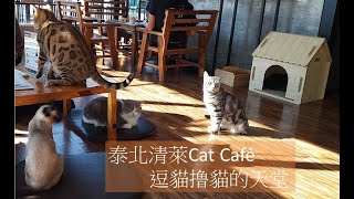 泰國清萊的貓咖啡館  Cat Cafe in Chiang Rai, Thailand