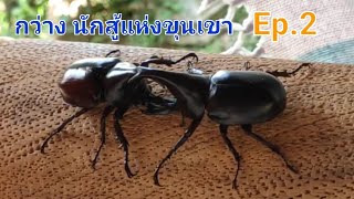 กว่าง นักสู้แห่งขุนเขา สู่การละเล่นวิถีชาวเหนือ Ep.2