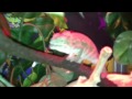 Panther Chameleon Feeding