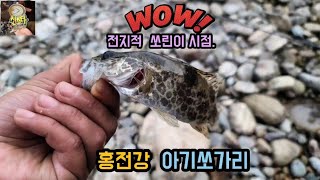 [신스타낚시브이로그] 일찍 일어나는 쏘린이가 쏘가릴 잡는다!