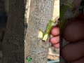 grafting fruit tree best method graftingplants graftingvideo