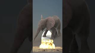 British drop a bomb on an elephant.   #shorts #ww2 #history #trivia