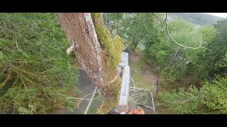 Climbing a Dead Cedar